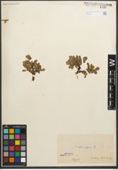 Foto von Salix retusa L.